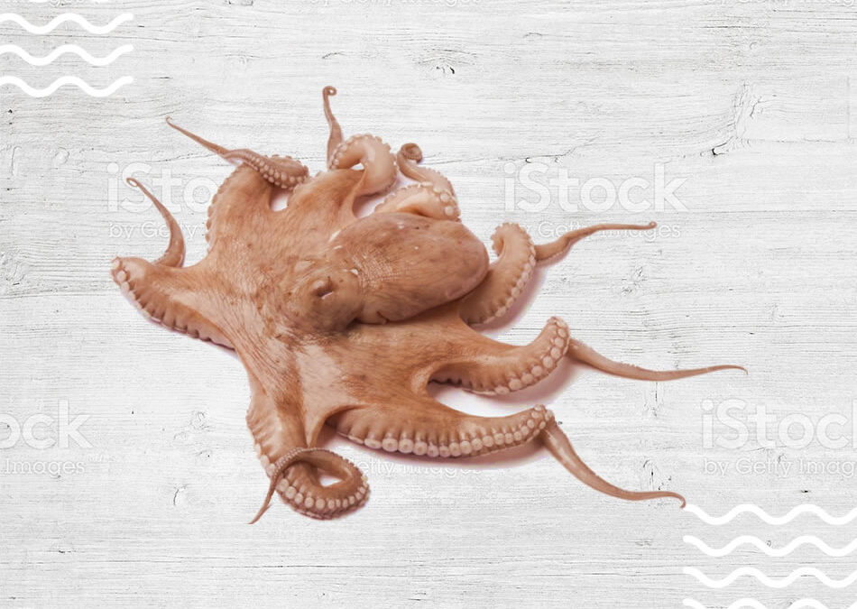 pulpo