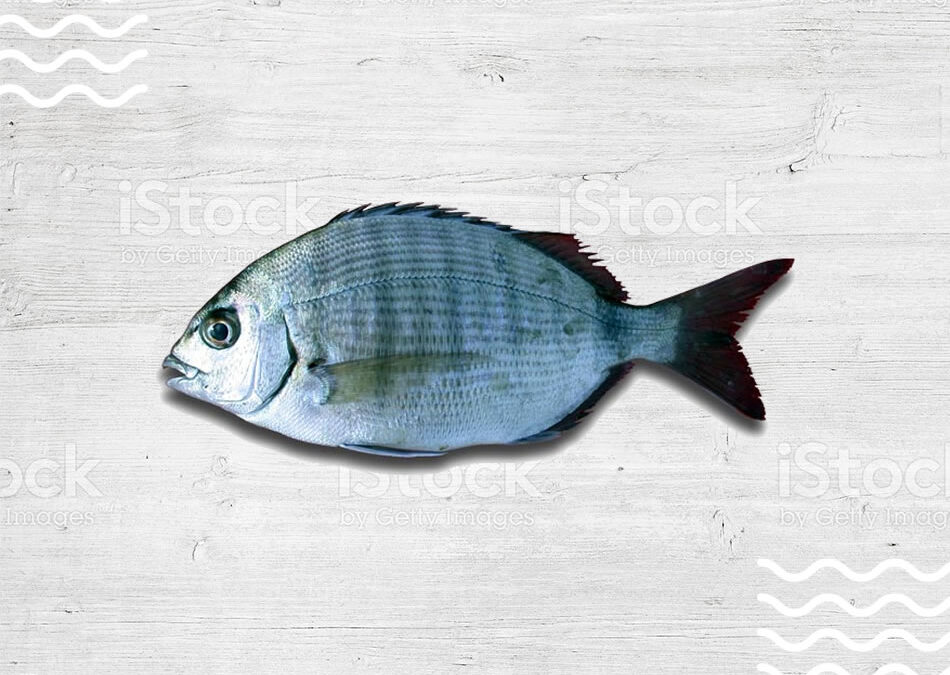 sargo