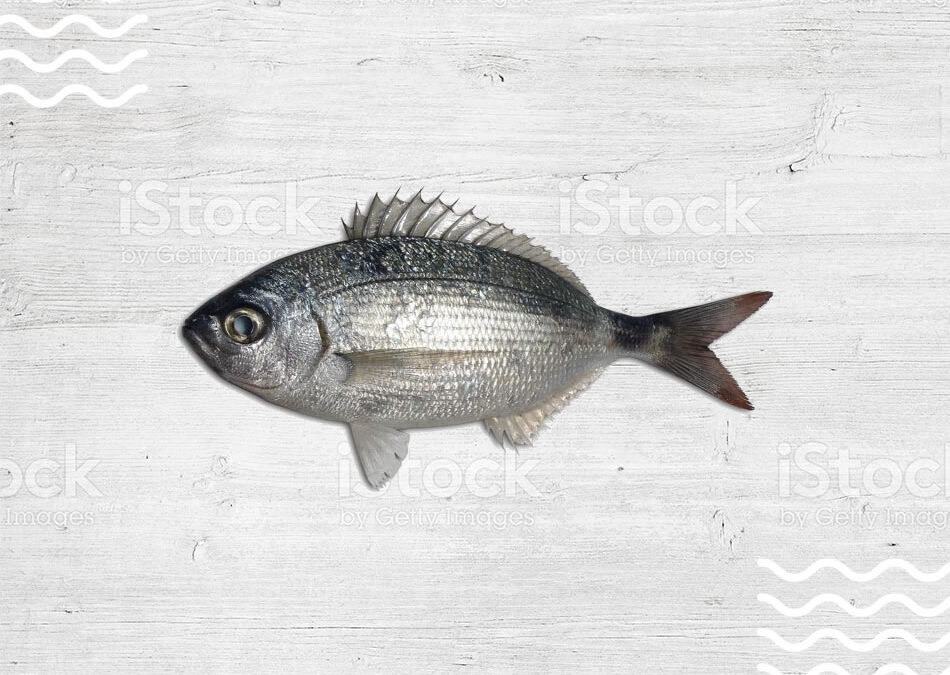 chopa