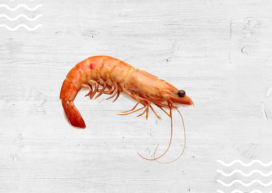 gamba