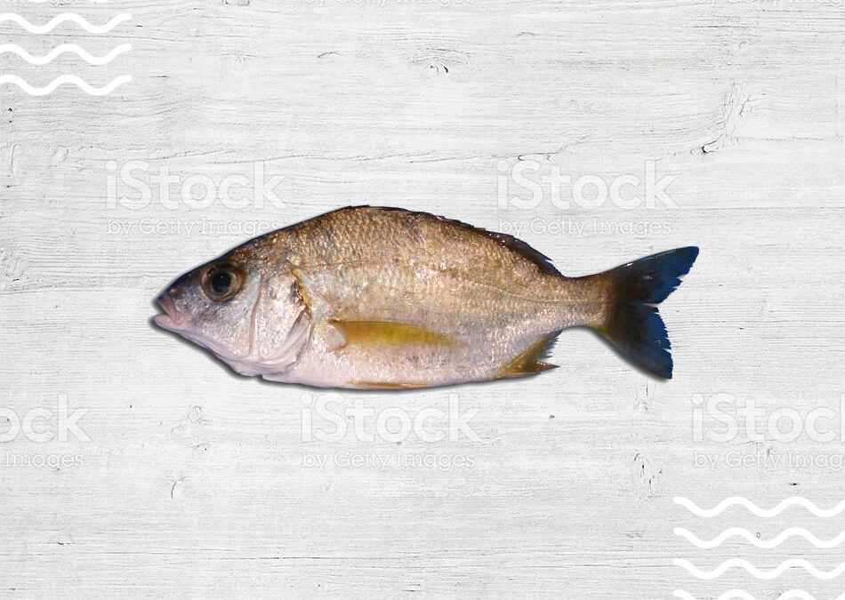 roncador