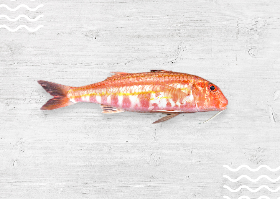 salmonete