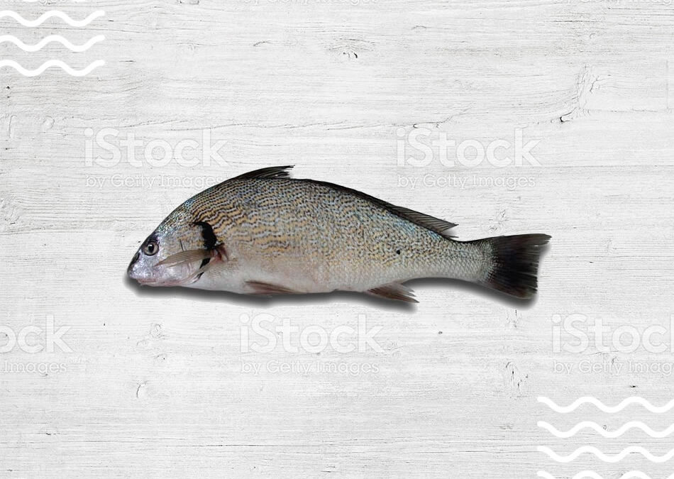 verrugato