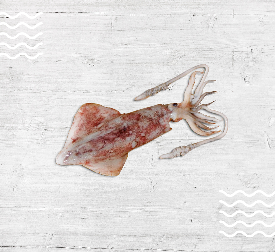 European Squid European Squid